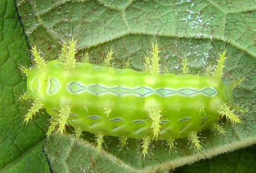 GUNJHIELAND 10 Binatang Bersenjatakan Duri Beracun